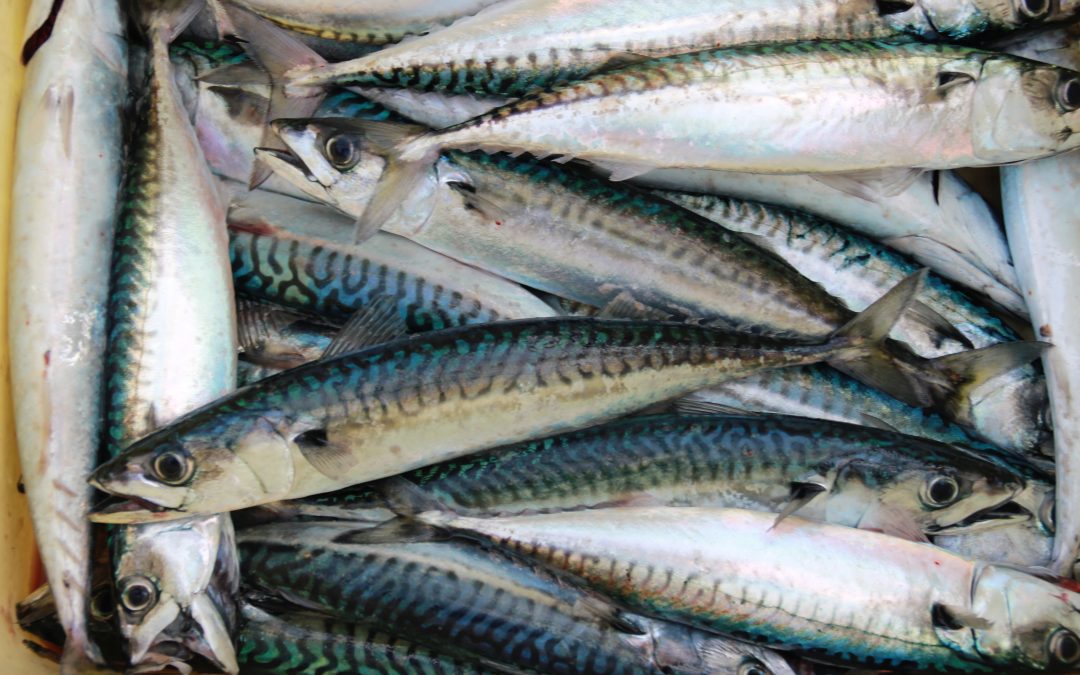 Mackerel: Norway Accused of IUU-style Fisheries