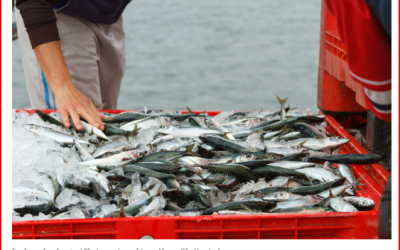 Seafood Source: Fishing reps call on EU to take action against Norwegian fishing practices