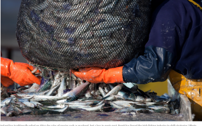 Seafood Source: Ireland pivoting from reliance on Africa for pelagic exports